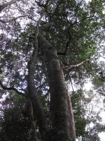 Tree of Serenity ~ Cherry Wood
